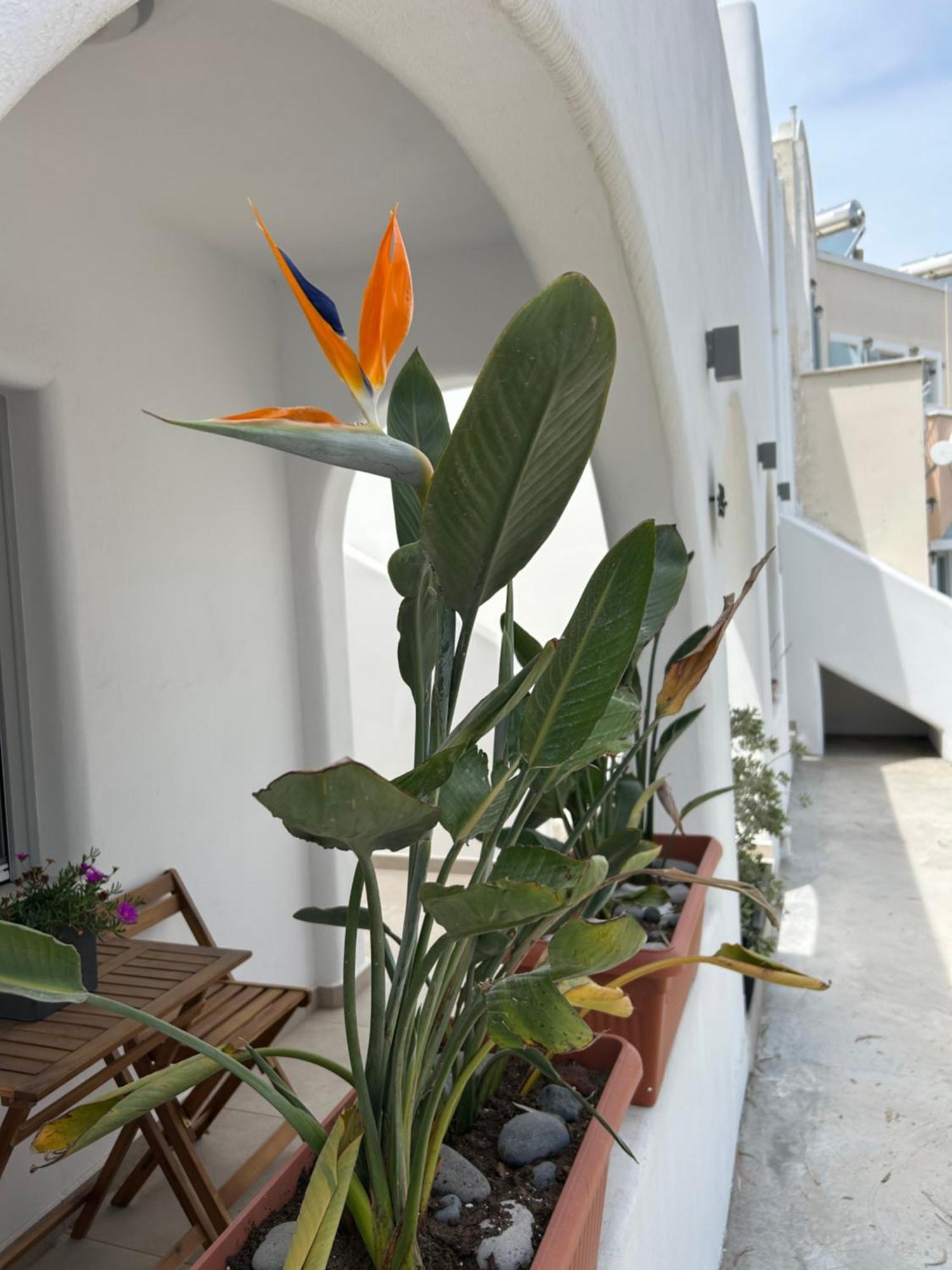 Appartement To Spitaki Sas, In Santorini! à Mesaria Extérieur photo